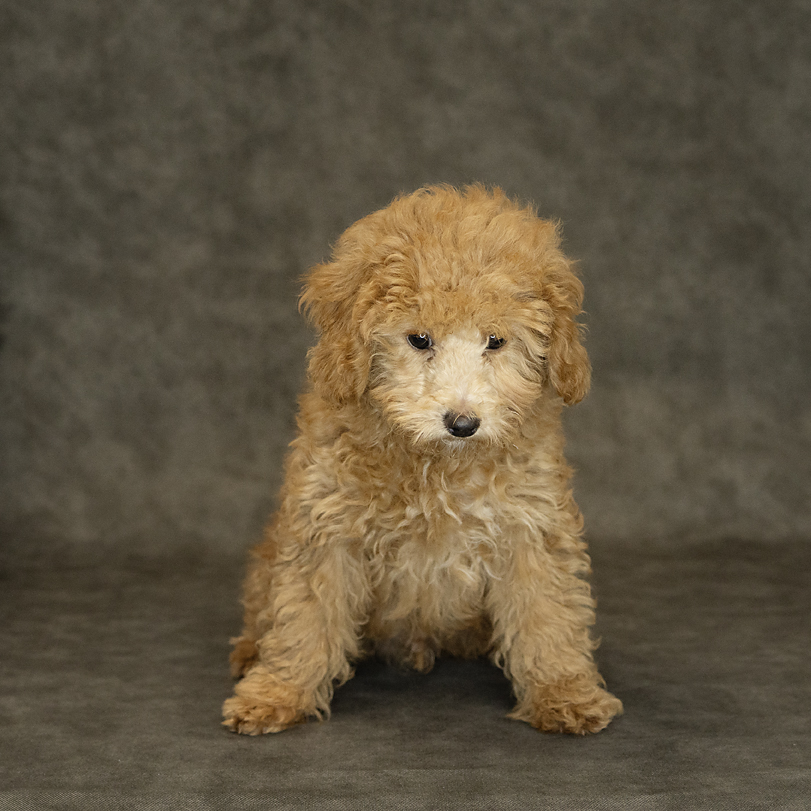 Poodle Mini Dog Male Apricot 1512 Petland Cleveland