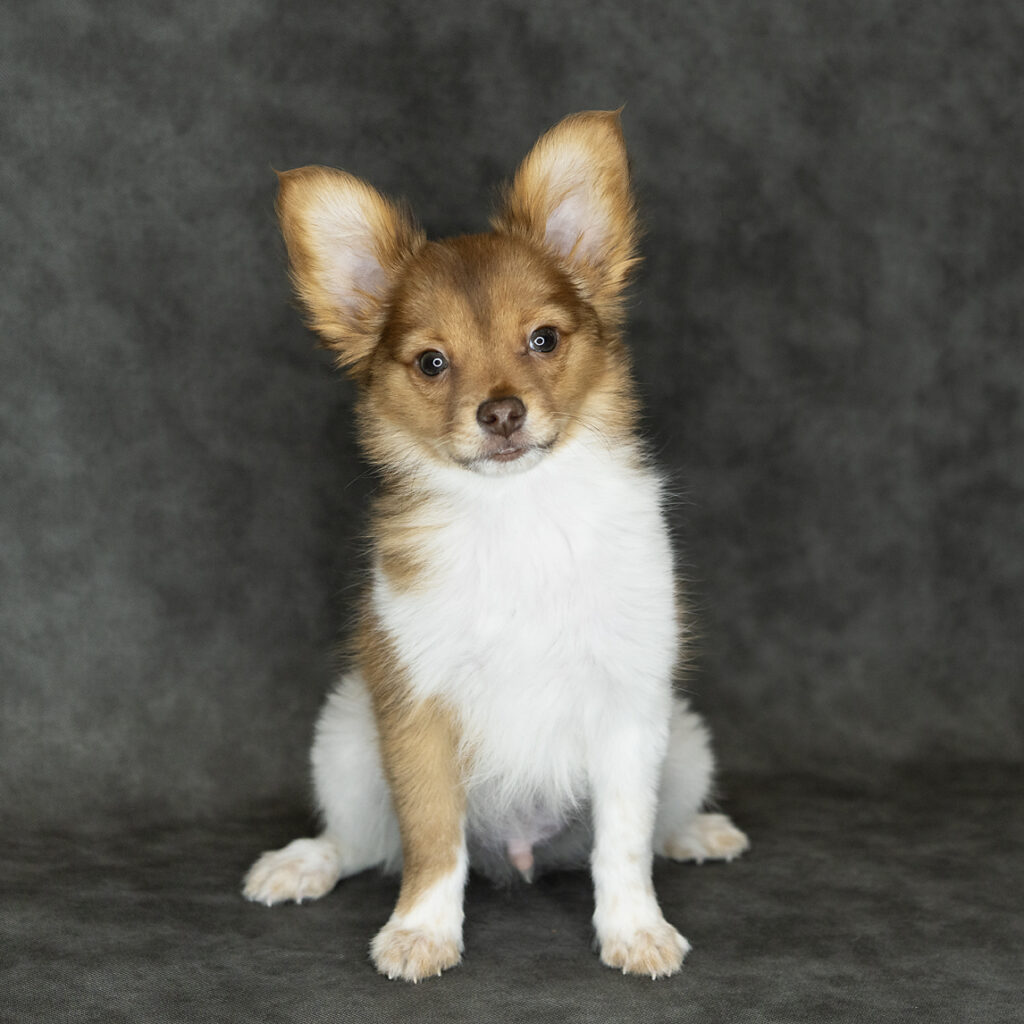 Papillon Dog Male Sable / White 4765 Petland Cleveland