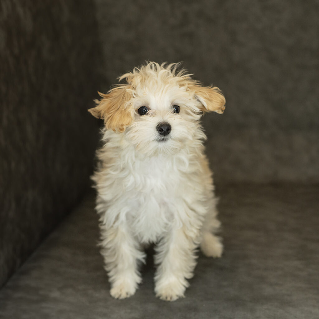 Maltipoo Dog Male Apricot 1518 Petland Cleveland