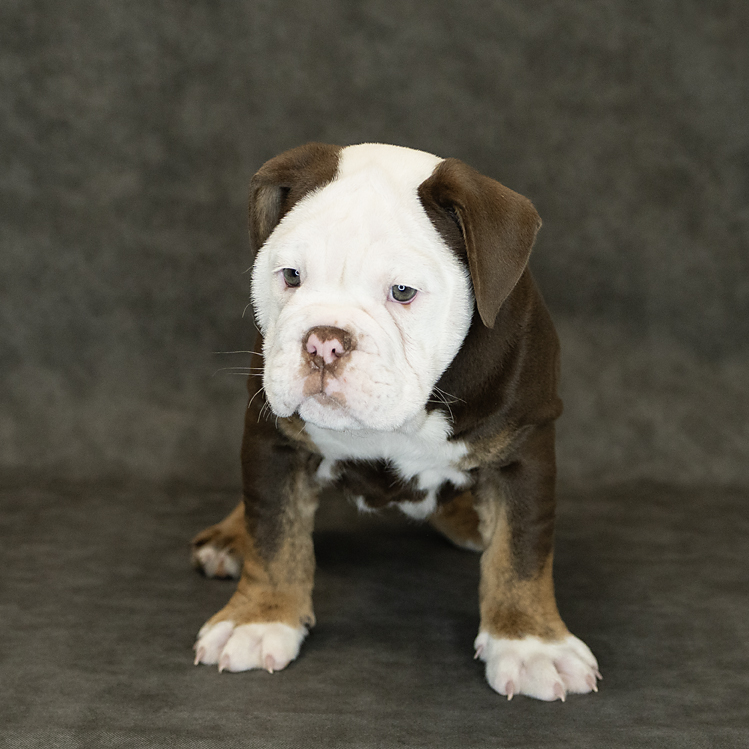 Old English Bulldog Dog Male Chocolate Tri 1539 Petland Cleveland