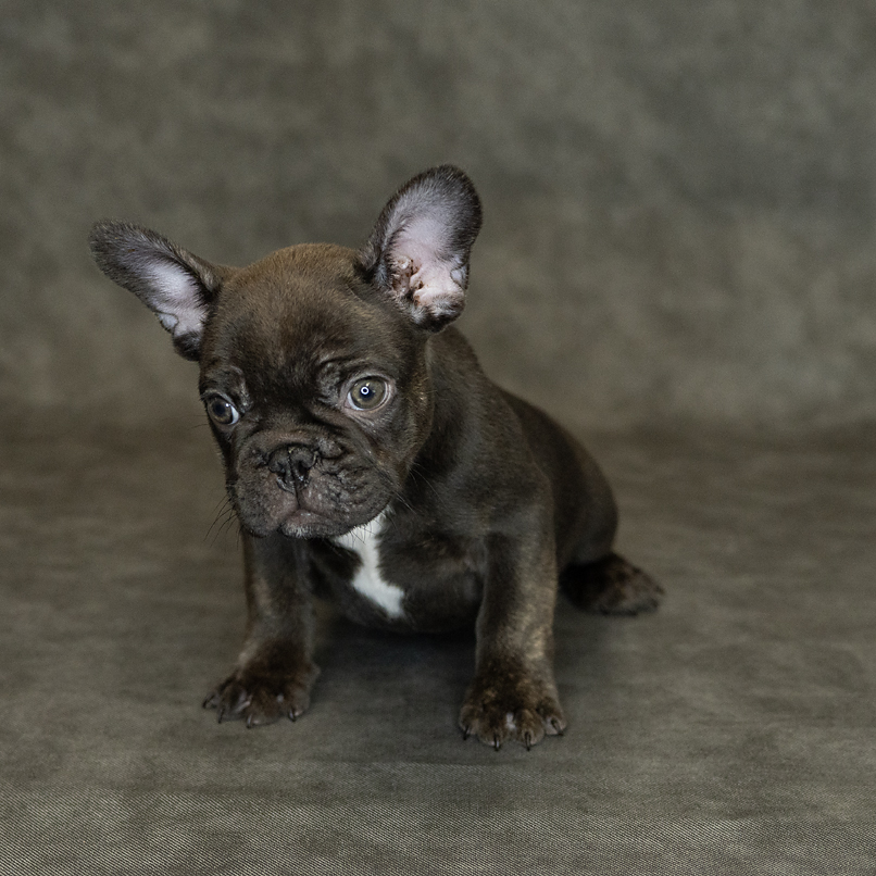 French Bulldog Dog Male Brindle 1525 Petland Cleveland