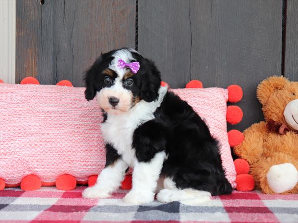 Bernedoodle Mini Dog Female Tri-Colored 4736 Petland Cleveland