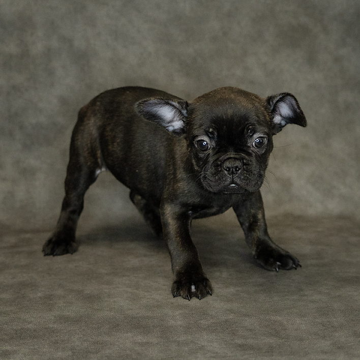 French Bulldog Dog Female Brindle 1528 Petland Cleveland