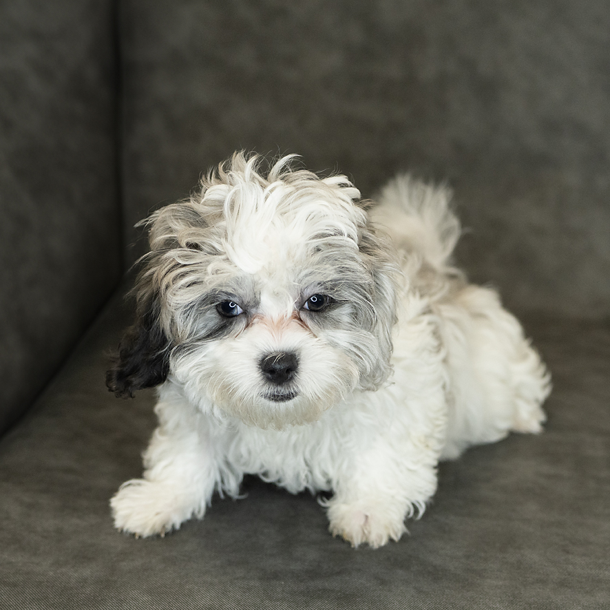 ShizaPoo Dog Female White / Blue Merle 1500 Petland Cleveland