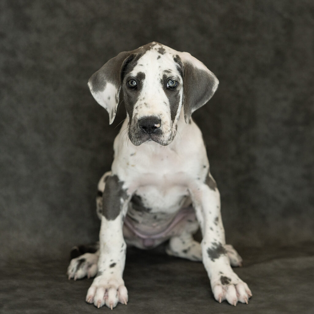 Great Dane Dog Female Harlequin 4782 Petland Cleveland