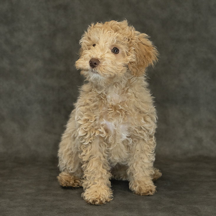 Poodle Mini Dog Male Cream 1509 Petland Cleveland