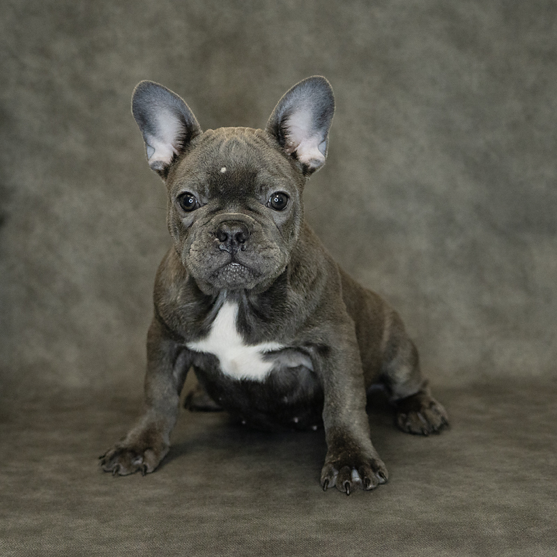 French Bulldog Dog Female Blue 1521 Petland Cleveland