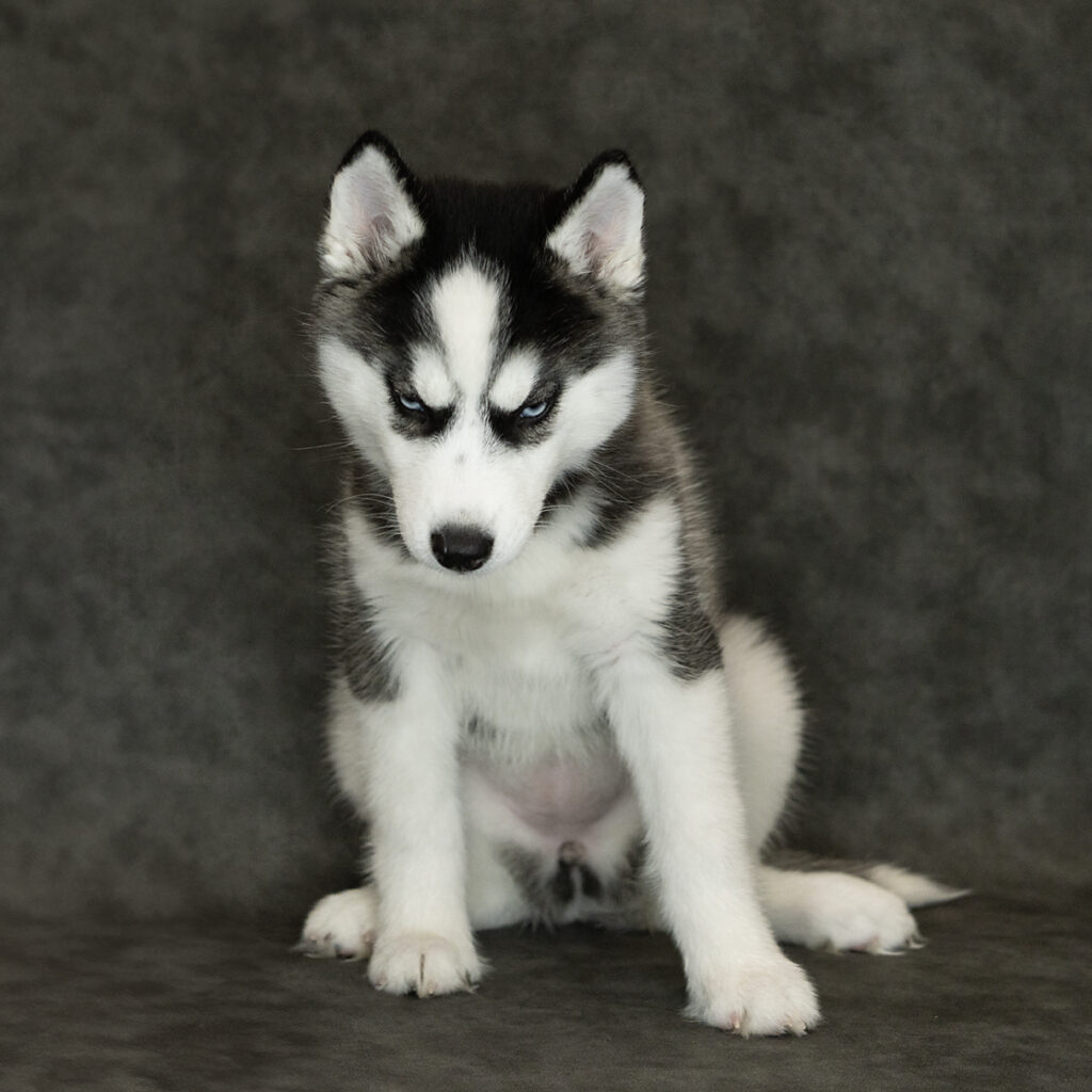Siberian Husky Dog Female Black / White 4773 Petland Cleveland