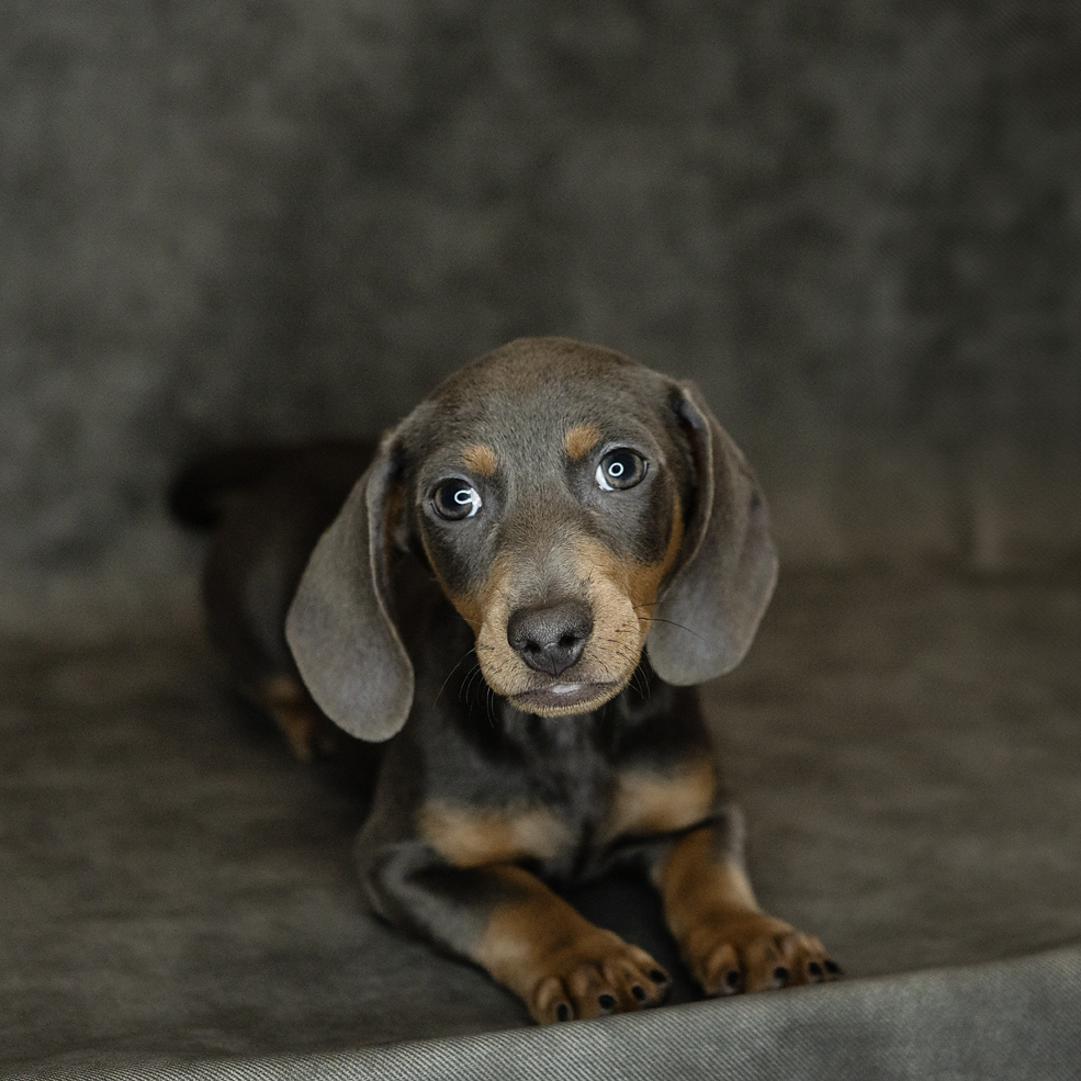 Dachshund Dog Male Gray 4744 Petland Cleveland
