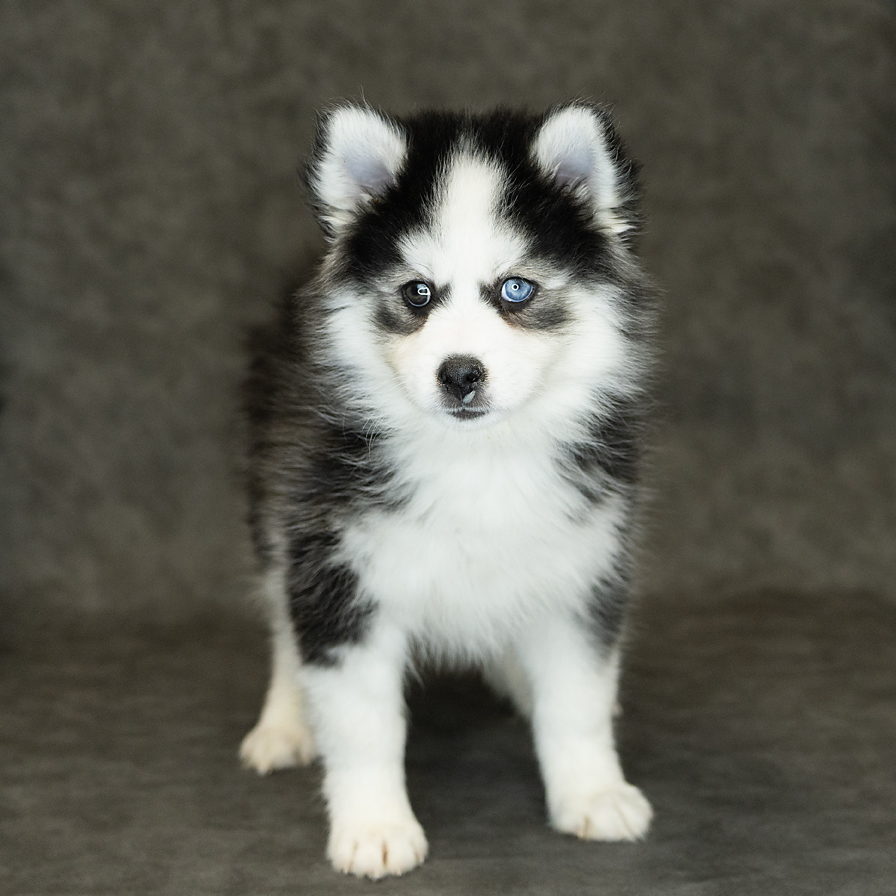 Pomsky Dog Male Black / White 1533 Petland Cleveland