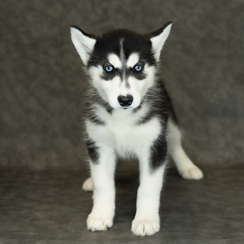 Siberian Husky Dog Female Black & White 1535 Petland Cleveland