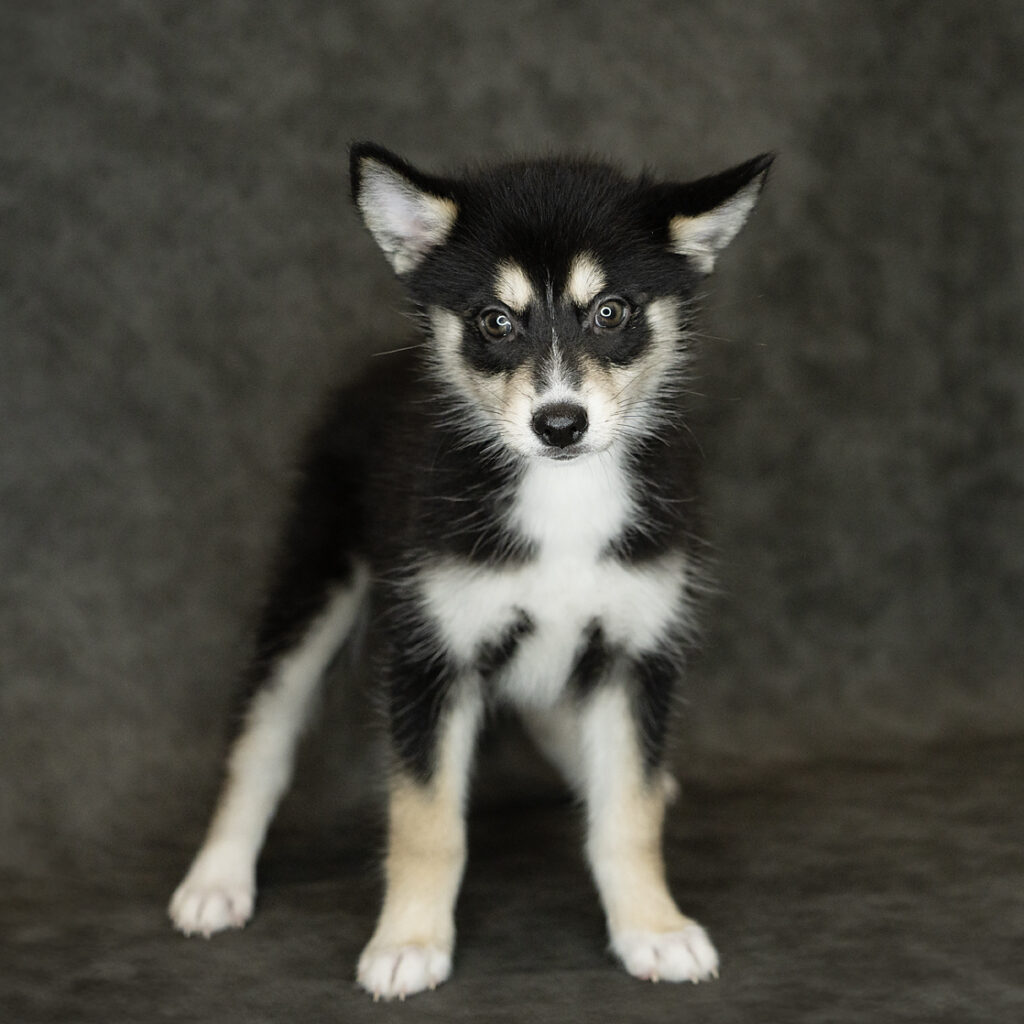 Pomsky Dog Female Black Tan / White 4775 Petland Cleveland