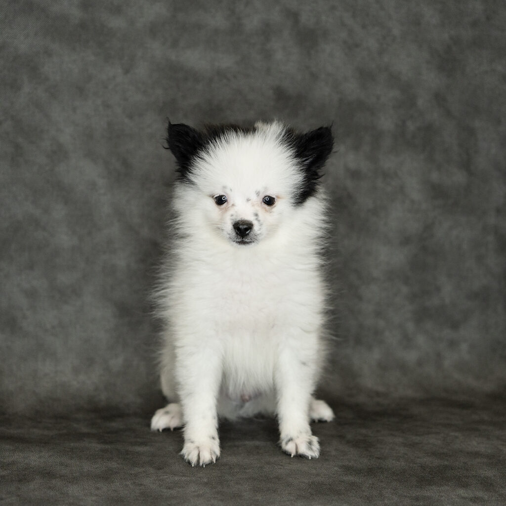 Pomeranian Dog Male Black / White 4772 Petland Cleveland