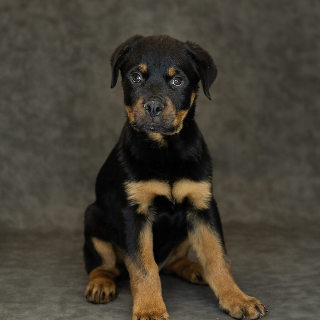 Rottweiler Dog Male Black / Tan 1532 Petland Cleveland