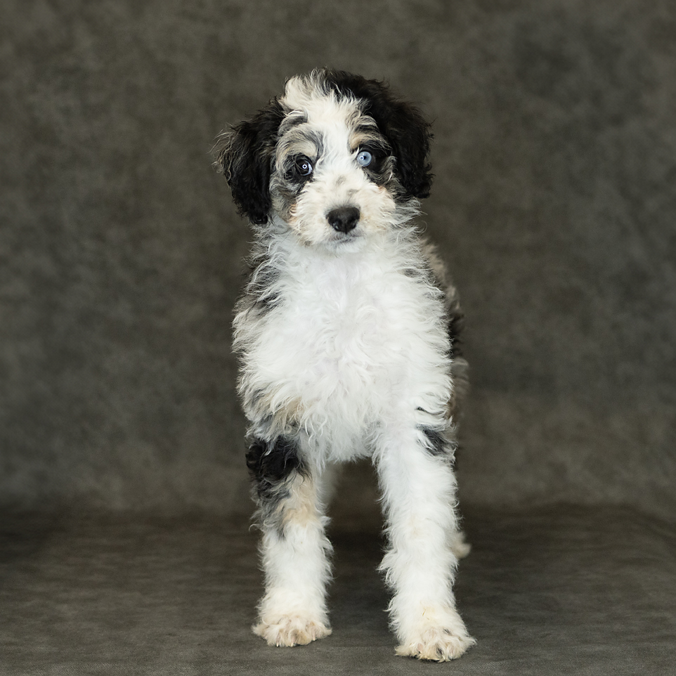 Bernedoodle Mini Dog Female Blue Merle 1536 Petland Cleveland