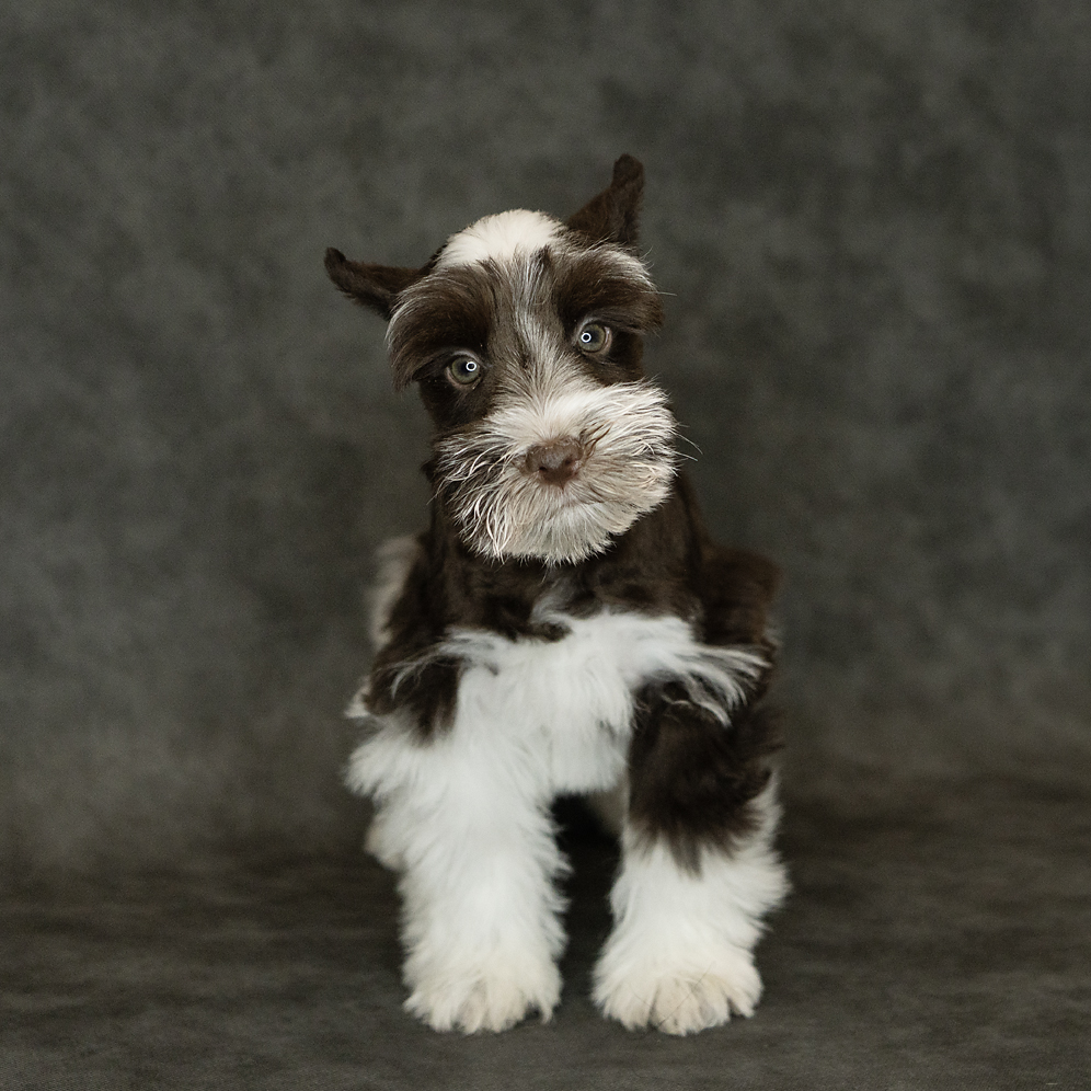 Miniature Schnauzer Dog Male Liver / White 4771 Petland Cleveland