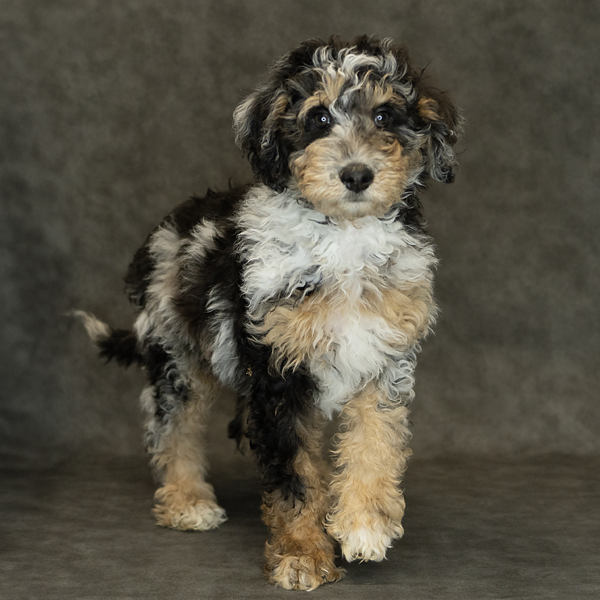 Bernedoodle Mini Dog Female Blue Merle / Tan 1537 Petland Cleveland