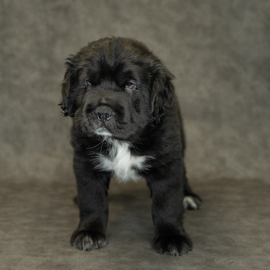 Hippo Mini Dog Male Black 1544 Petland Cleveland