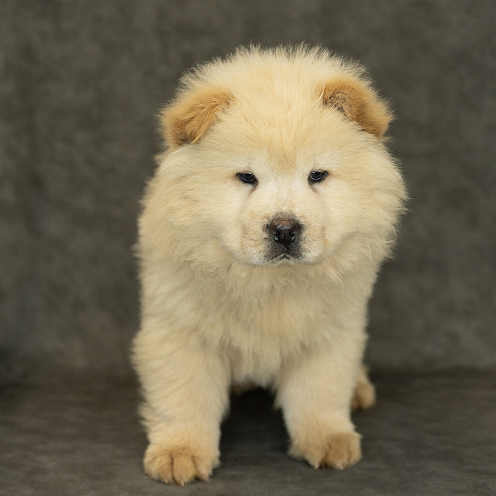 Chow Chow Dog Male Cream 1543 Petland Cleveland
