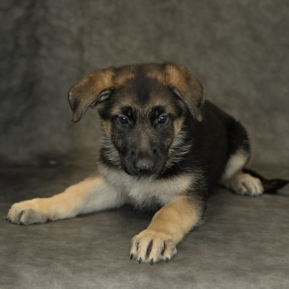 German Shepherd Dog Dog Female Black / Red 1541 Petland Cleveland