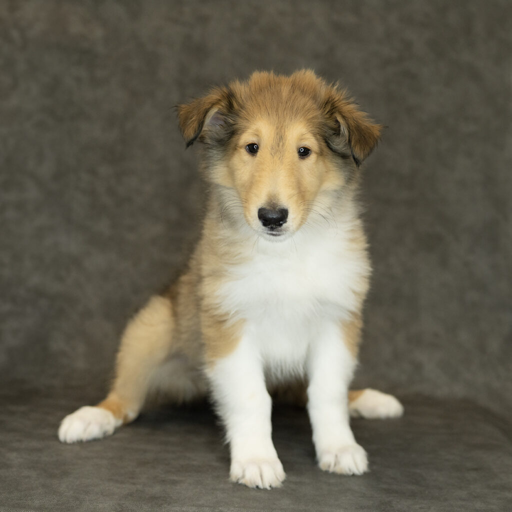 Collie Dog Male Sable 1548 Petland Cleveland