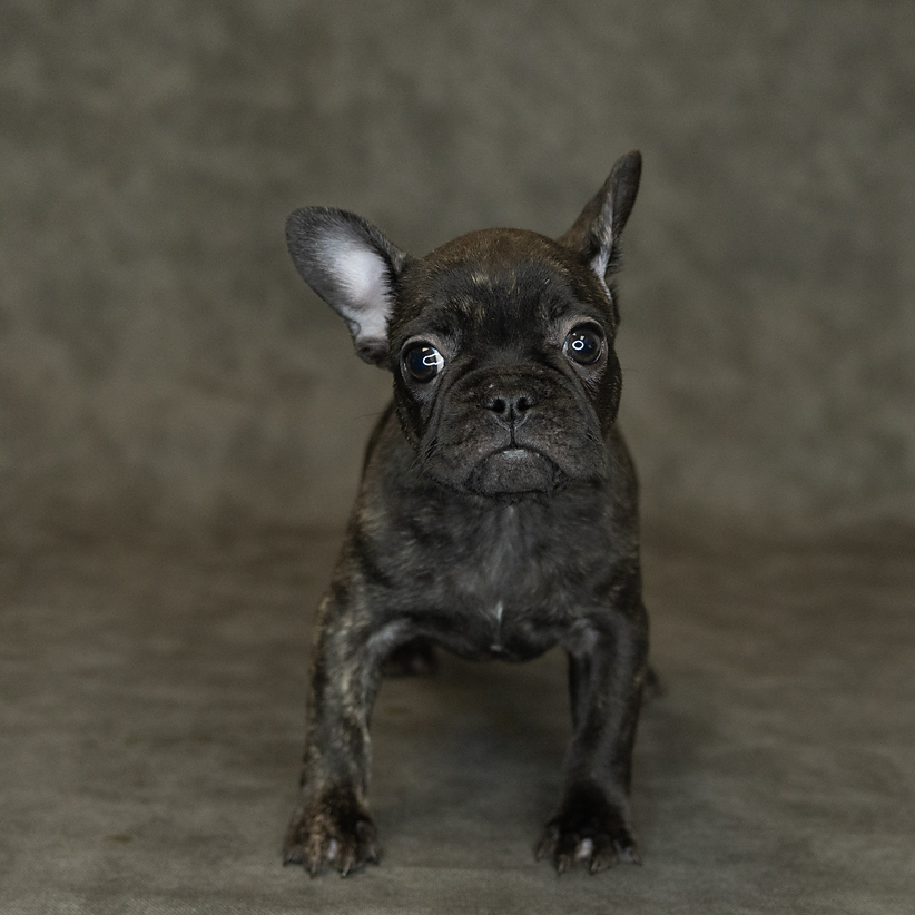 French Bulldog Dog Female Brindle 1529 Petland Cleveland