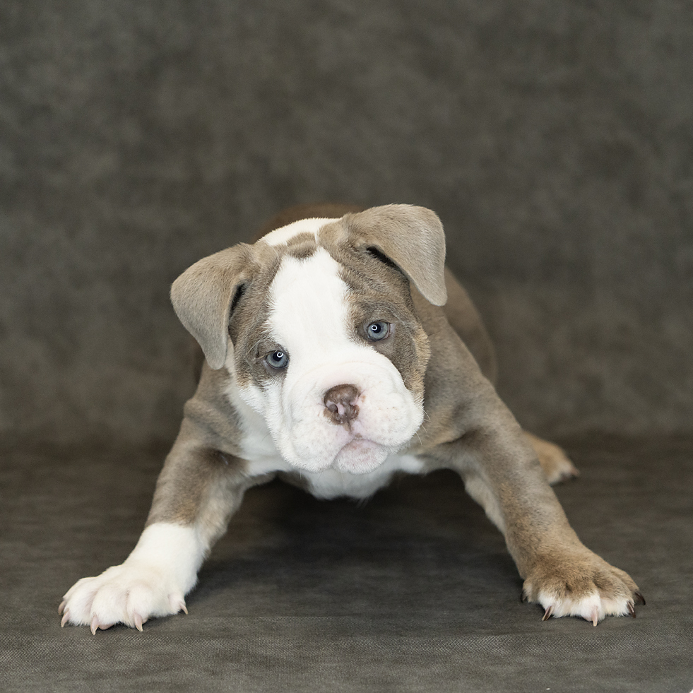 Old English Bulldog Dog Male Lilac Tri 1538 Petland Cleveland