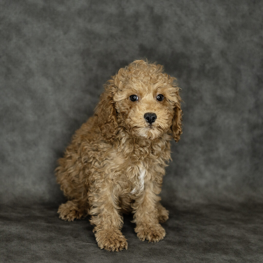 Cavapoo Dog Male Red 4777 Petland Cleveland