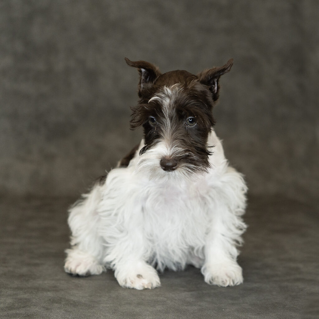 Miniature Schnauzer Dog Female Liver / White 1523 Petland Cleveland