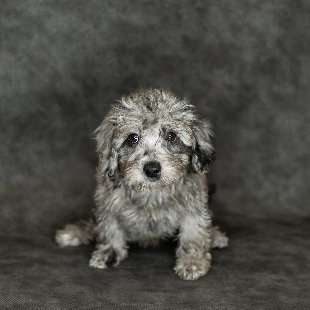 Havapoo Dog Male Blue Merle 4778 Petland Cleveland