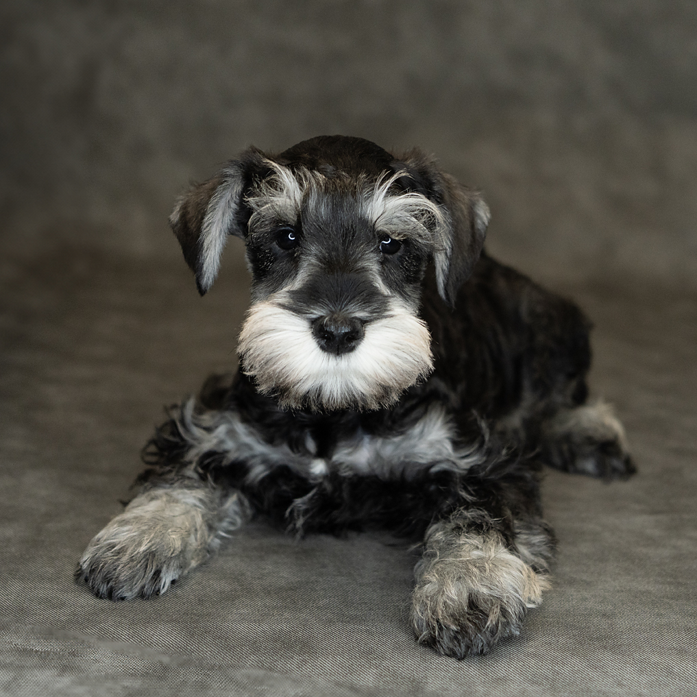 Miniature Schnauzer Dog Male Salt / Pepper 1522 Petland Cleveland