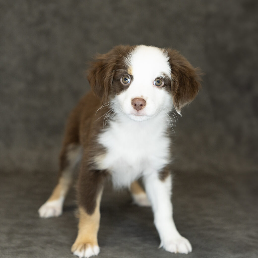 Miniature Australian Shepherd Dog Male Red Tan / White 1527 Petland Cleveland