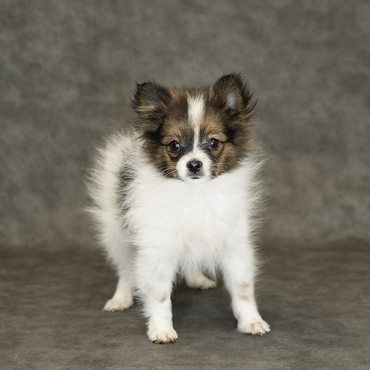 Pomeranian Dog Male Tri-Colored 1503 Petland Cleveland