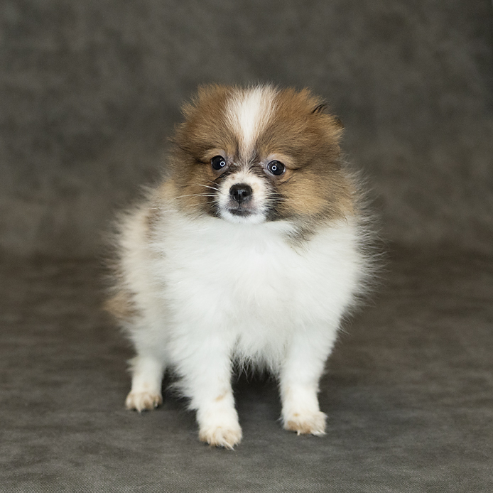 Pomeranian Dog Female Tri-Colored 1534 Petland Cleveland