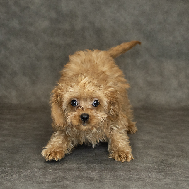 Cavapoo Dog Male Red 1517 Petland Cleveland
