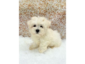 Maltese Dog Male White 1475 Petland Cleveland