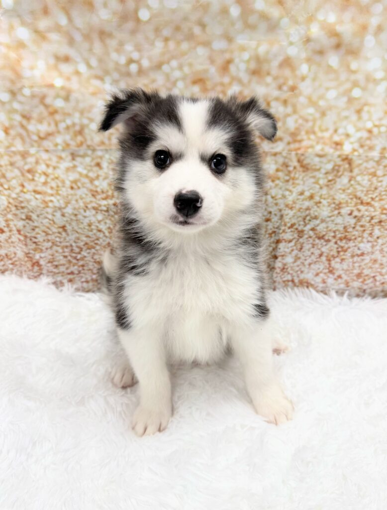 Huskimo Dog Male Black / White 1504 Petland Cleveland