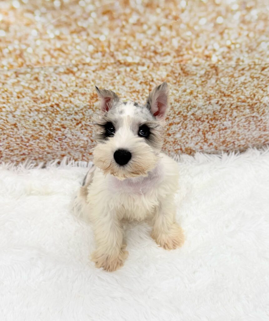 Miniature Schnauzer Dog Male Brown 1505 Petland Cleveland