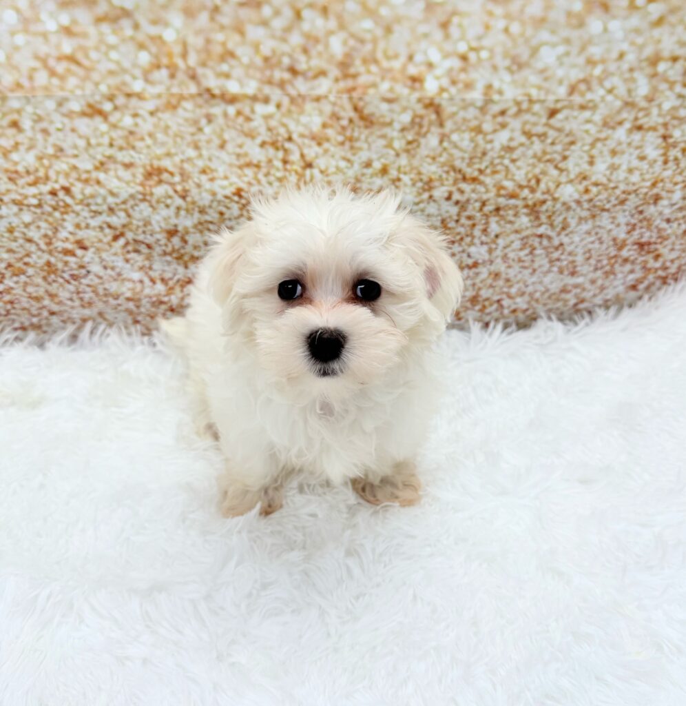 Maltese Dog Female White 1501 Petland Cleveland