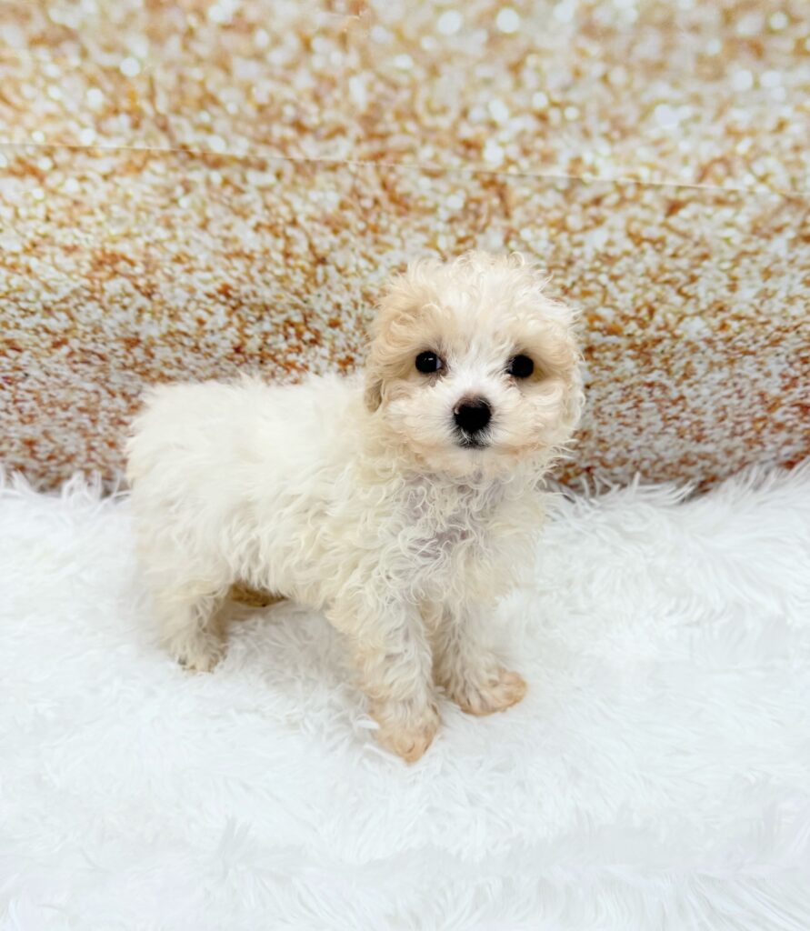 Poodle Mini Dog Female Apricot 1502 Petland Cleveland
