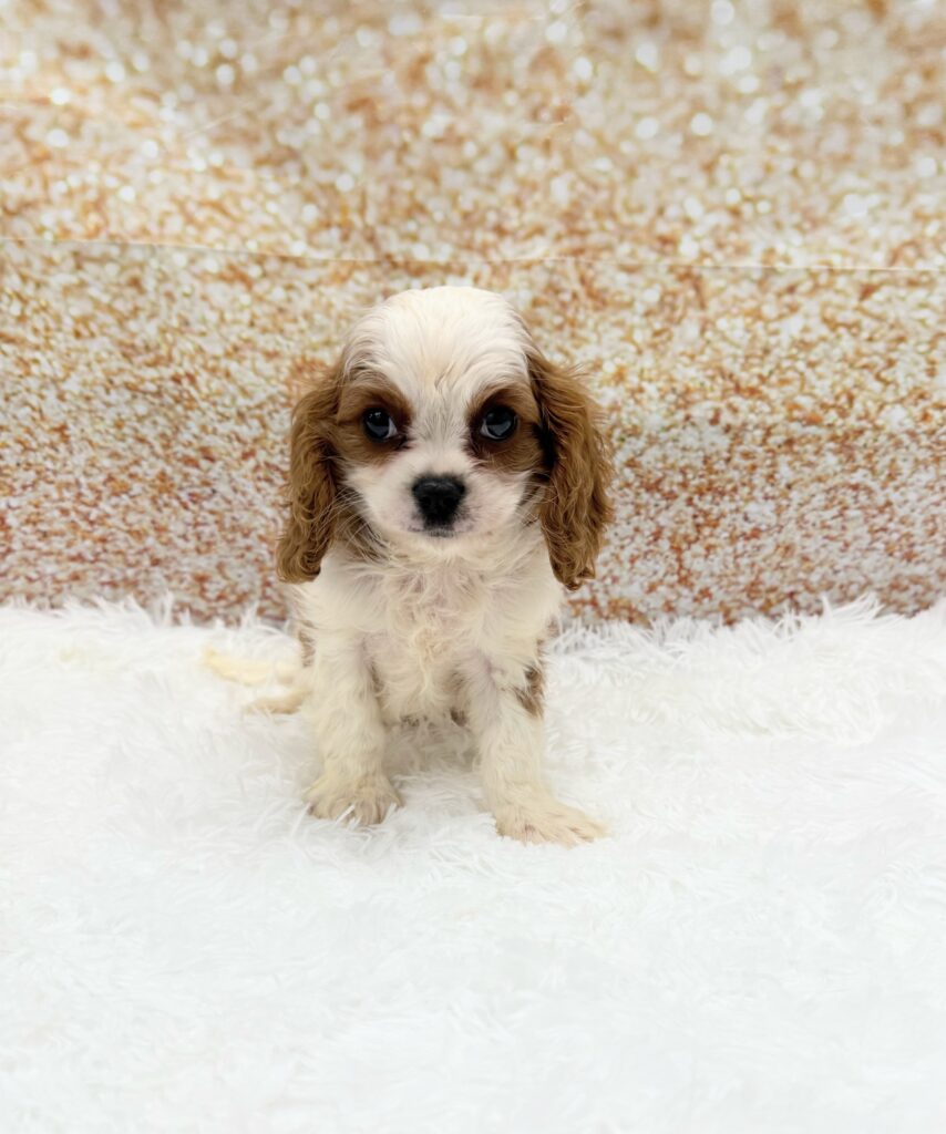 Cavalier King Charles Spaniel Dog Male Blenheim 1499 Petland Cleveland
