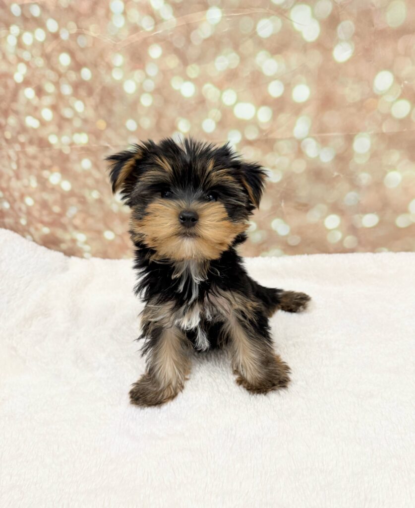 Yorkshire Terrier Dog Male Black / Tan 4729 Petland Cleveland
