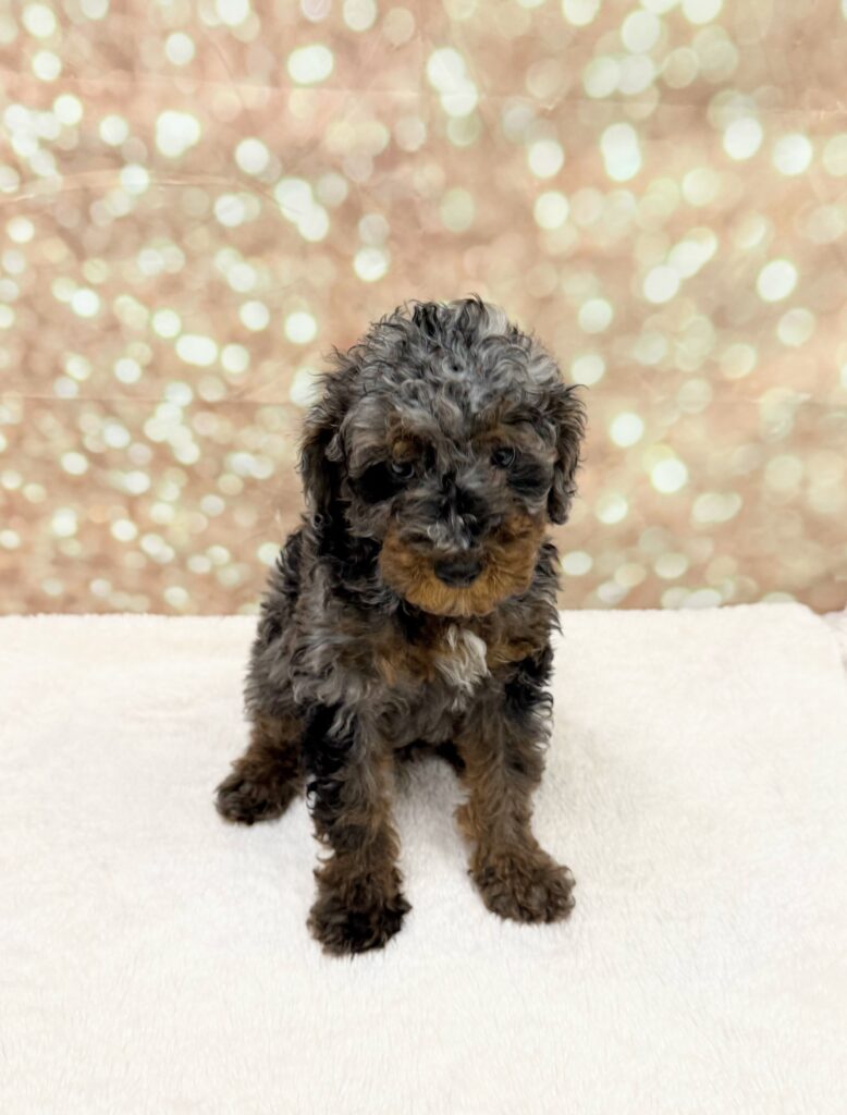 Poodle Mini Dog Male Blue Merle 4734 Petland Cleveland