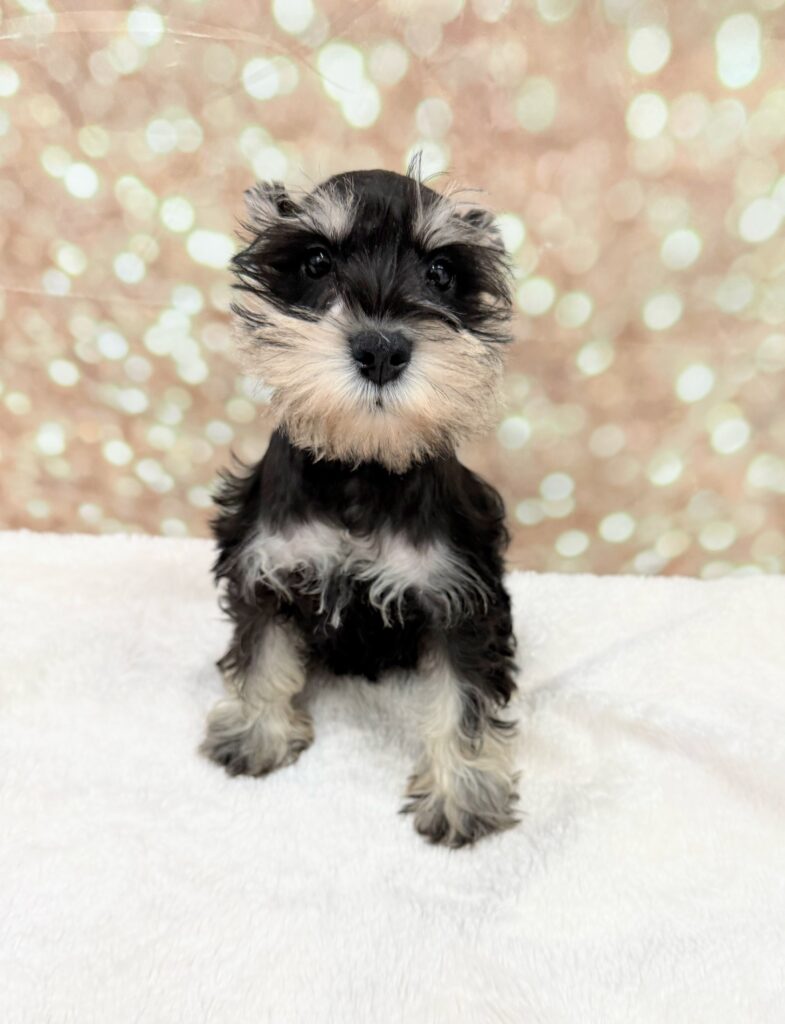 Miniature Schnauzer Dog Male Salt / Pepper 4732 Petland Cleveland