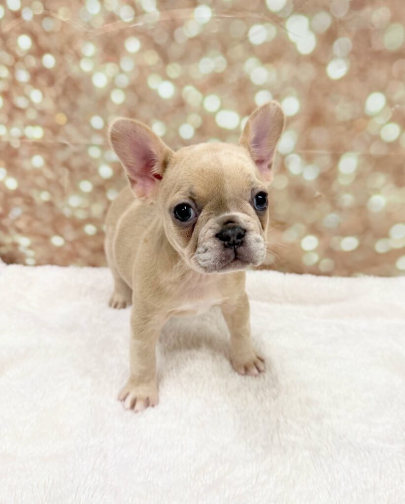 French Bulldog-Dog-Female---Petland Cleveland
