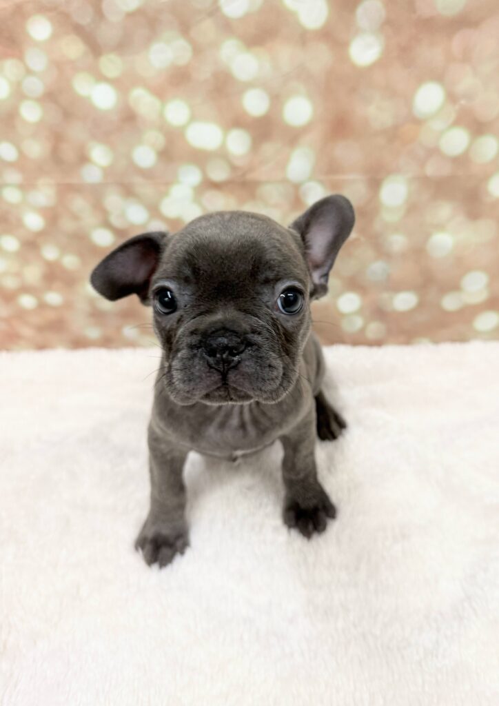 French Bulldog Dog Female Blue 4739 Petland Cleveland