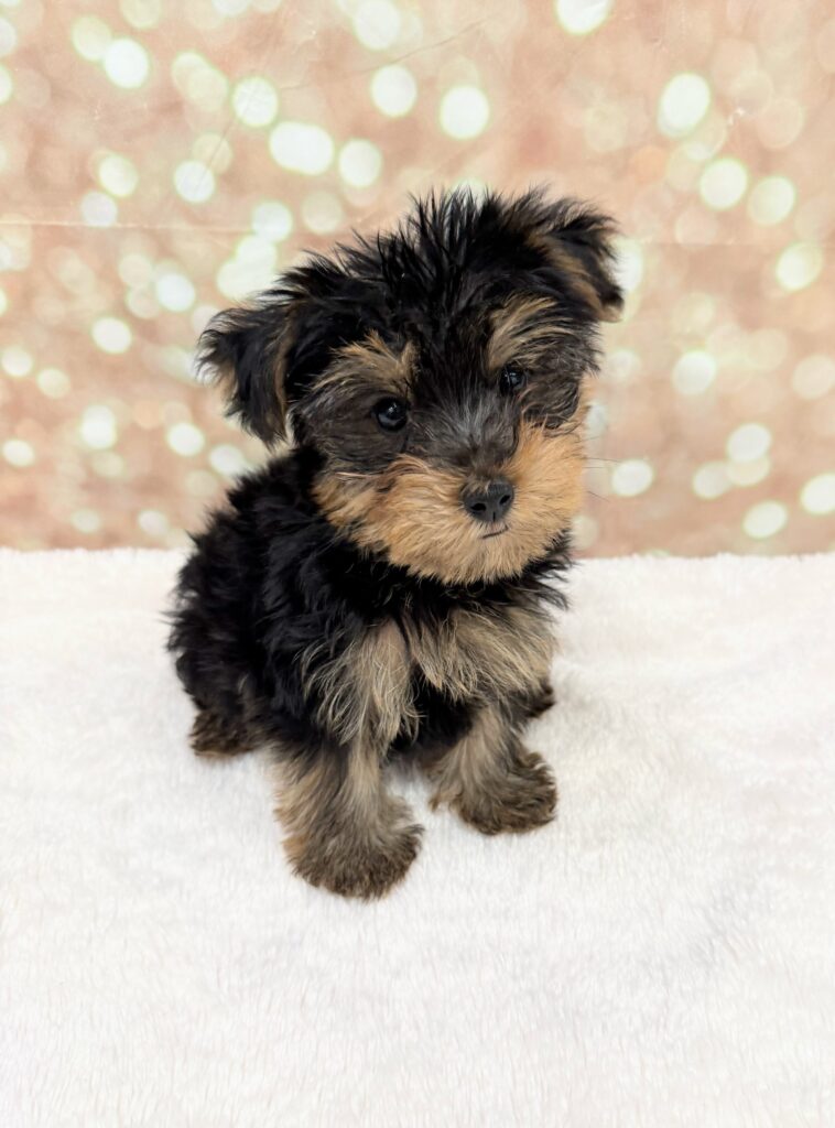 Yorkshire Terrier Dog Male Black/Tan 4741 Petland Cleveland