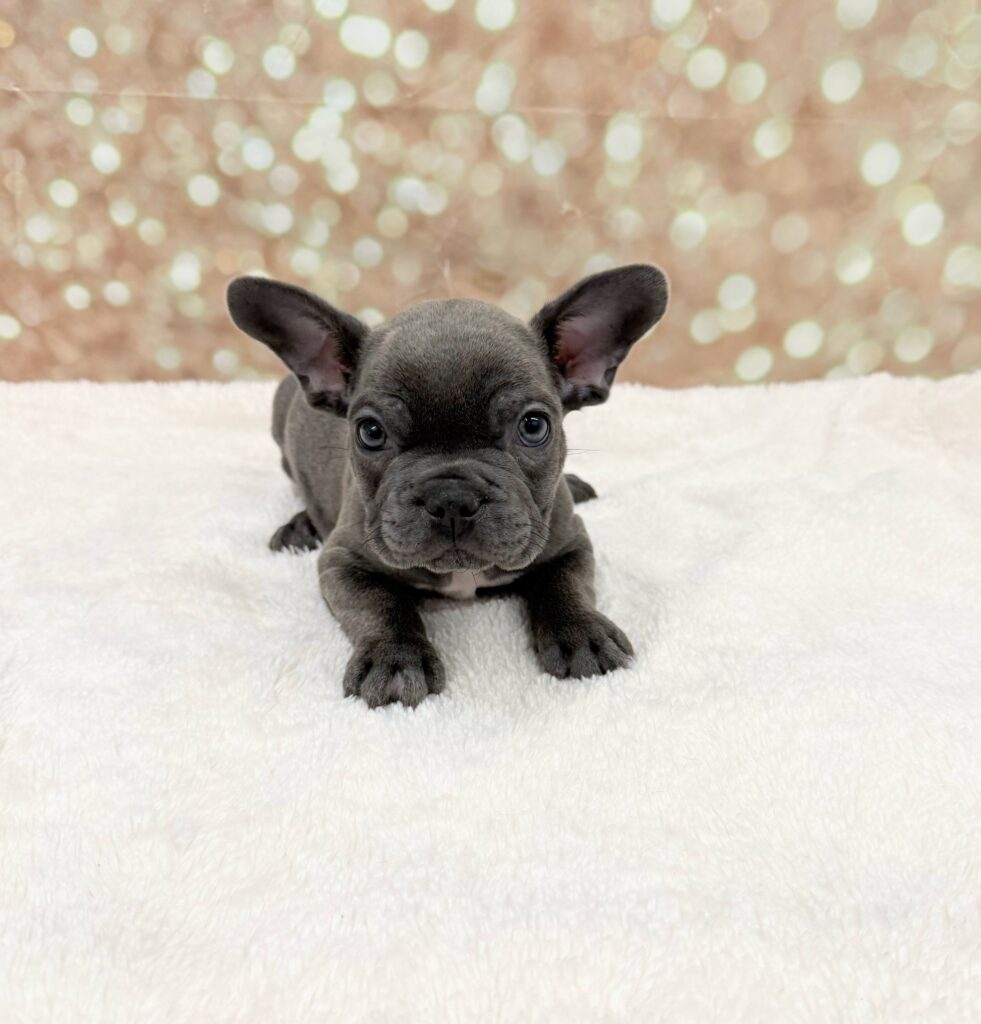 French Bulldog Dog Male Blue 4740 Petland Cleveland