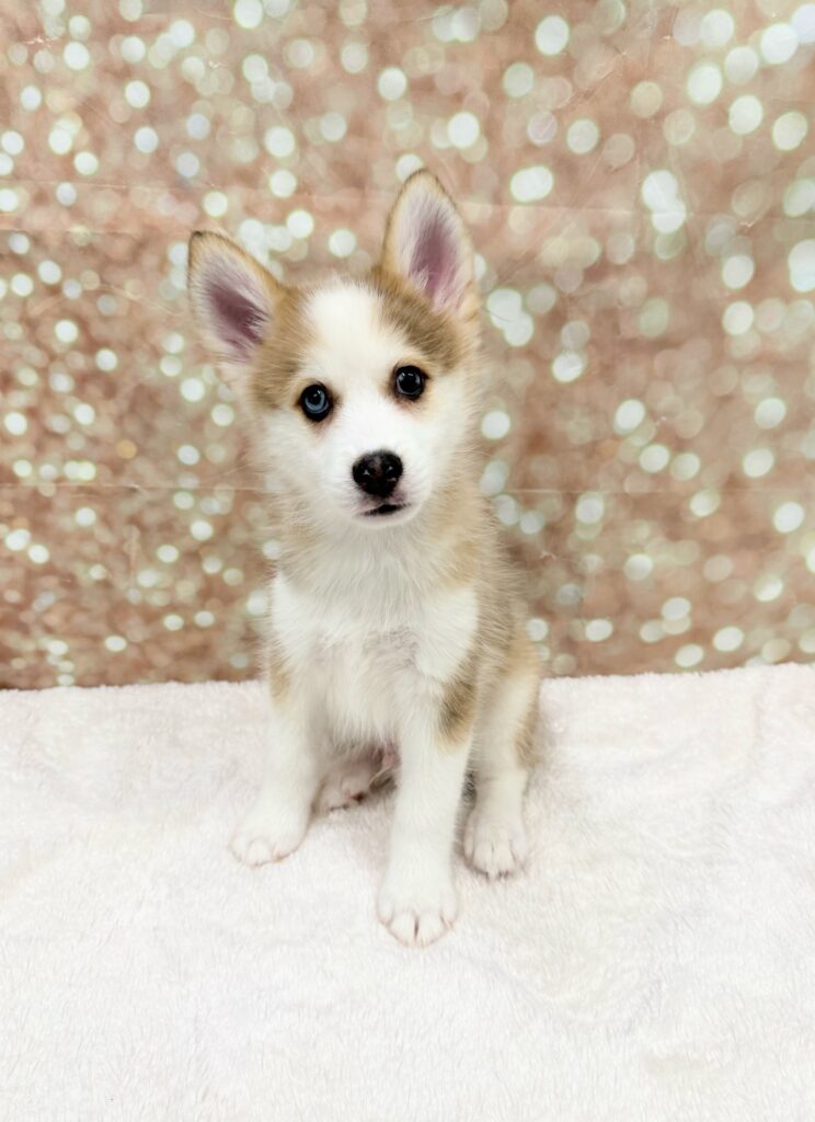 Pomsky Dog Male Chocolate Merle 4731 Petland Cleveland
