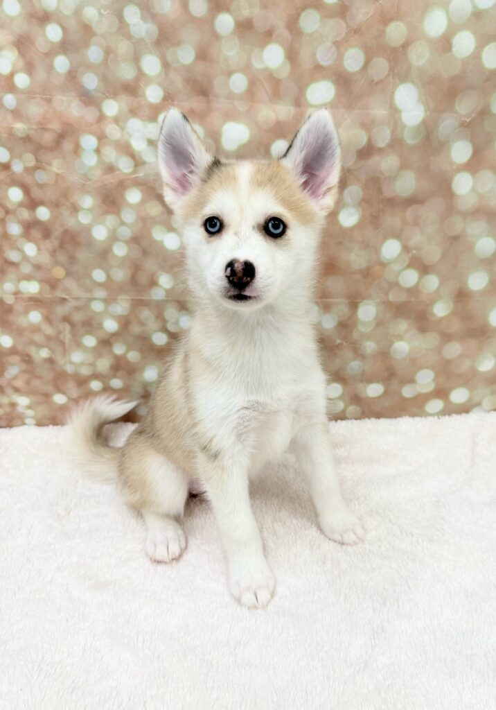 Pomsky-Dog-Female---Petland Cleveland